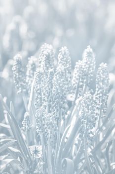 Tender blue muscari flowers in spring garden. Blue flowers. Muscari neglectum. Grape hyacinth. Image in light blue tonality