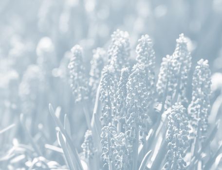 Tender blue muscari flowers in spring garden. Blue flowers. Muscari neglectum. Grape hyacinth. Image in light blue tonality