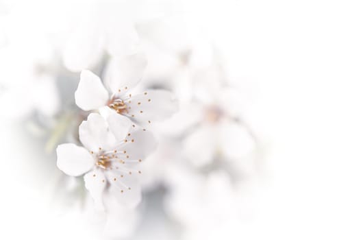 Soft focus spring background. Abstract floral border with white flowers. Floral image with copy space.