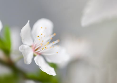 Soft focus spring background. Abstract floral border with white flowers. Floral image with copy space.