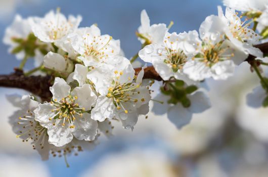 Spring time day. White flowers tree after rain with water drops. Small drops of water on petals. Soft focus and shallow DOF
