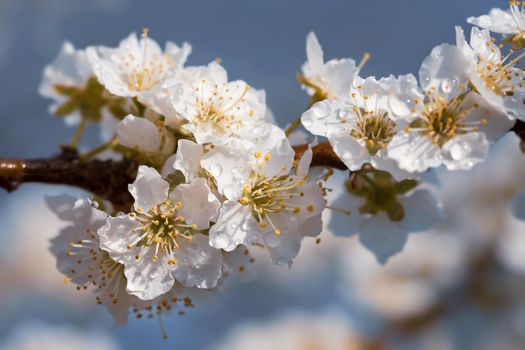 Spring time day. White flowers tree after rain with water drops. Small drops of water on petals. Soft focus and shallow DOF