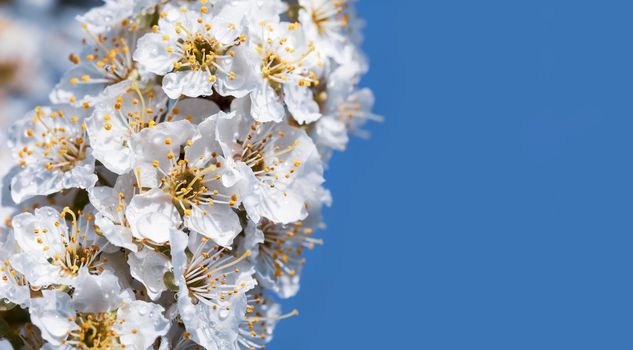 Spring time day. White flowers tree after rain with water drops. Small drops of water on petals. Soft focus and shallow DOF