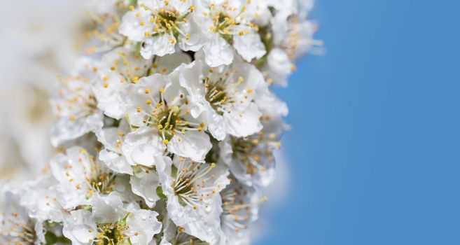 Spring time day. White flowers tree after rain with water drops. Small drops of water on petals. Soft focus and shallow DOF