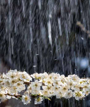 Spring rain in the garden. White flowers of cherry plum in the rain on a spring day. Soft focus and shallow DOF