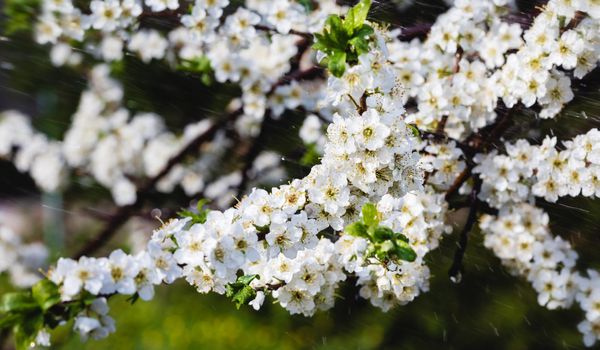 Spring rain in the garden. White flowers of cherry plum in the rain on a spring day. Soft focus and shallow DOF
