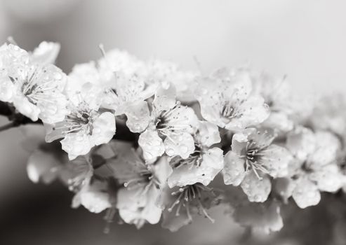 Spring time day. White flowers tree after rain with water drops. Small drops of water on petals. Soft focus and shallow DOF