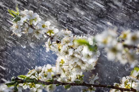 Spring rain in the garden. White flowers of cherry plum in the rain on a spring day. Soft focus and shallow DOF