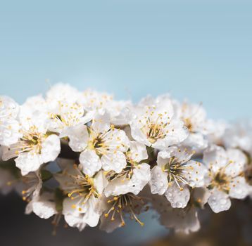 Spring time day. White flowers tree after rain with water drops. Small drops of water on petals. Soft focus and shallow DOF