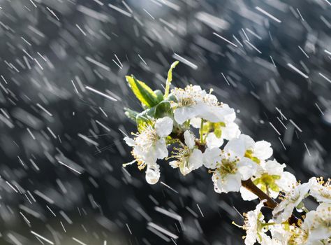 Spring rain in the garden. White flowers of cherry plum in the rain on a spring day. Soft focus and shallow DOF