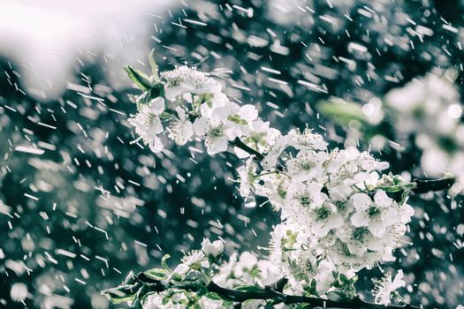 Spring rain in the garden. White flowers of cherry plum in the rain on a spring day. Soft focus and shallow DOF