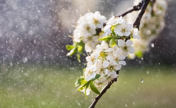 Spring rain in the garden. White flowers of cherry plum in the rain on a spring day. Soft focus and shallow DOF
