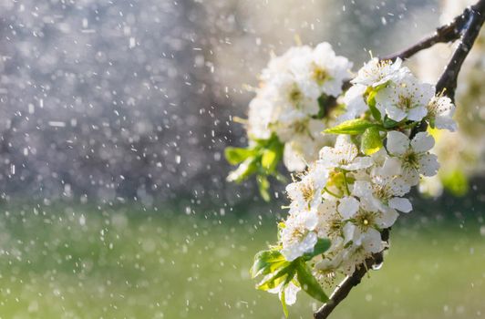 Spring rain in the garden. White flowers of cherry plum in the rain on a spring day. Soft focus and shallow DOF
