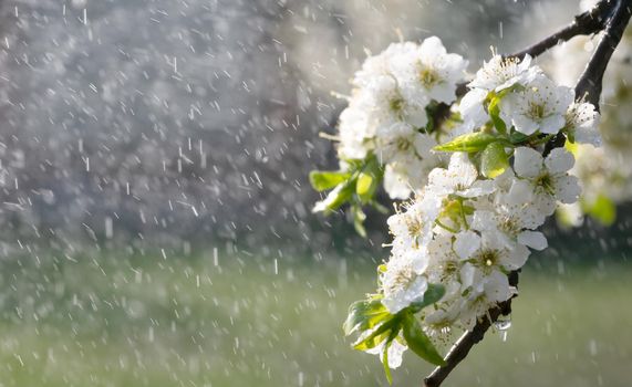 Spring rain in the garden. White flowers of cherry plum in the rain on a spring day. Soft focus and shallow DOF