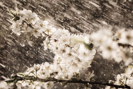 Spring rain in the garden. White flowers of cherry plum in the rain on a spring day. Soft focus and shallow DOF