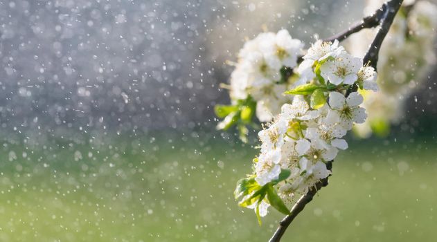 Spring rain in the garden. White flowers of cherry plum in the rain on a spring day. Soft focus and shallow DOF