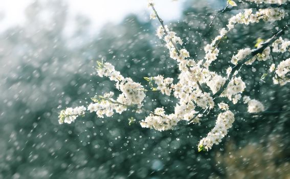 Spring rain in the garden. White flowers of cherry plum in the rain on a spring day. Soft focus and shallow DOF