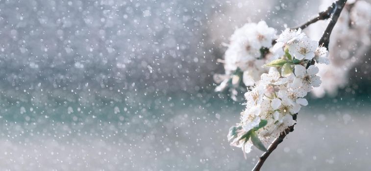 Spring rain in the garden. White flowers of cherry plum in the rain on a spring day. Soft focus and shallow DOF