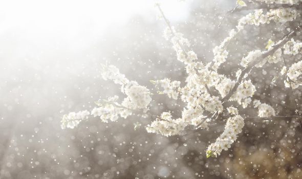 Spring rain in the garden. White flowers of cherry plum in the rain on a spring day. Soft focus and shallow DOF