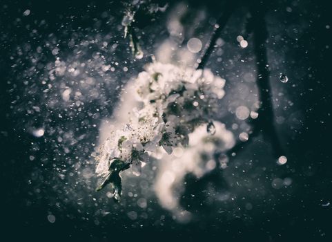 Spring rain in the garden. White flowers of cherry plum in the rain on a spring day. Soft focus and shallow DOF