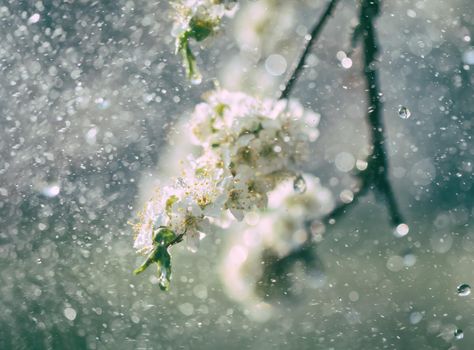 Spring rain in the garden. White flowers of cherry plum in the rain on a spring day. Soft focus and shallow DOF