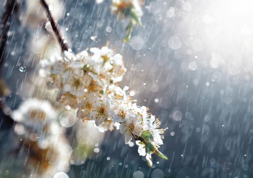 Spring rain in the garden. White flowers of cherry plum in the rain on a spring day. Soft focus and shallow DOF