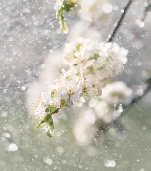 Spring rain in the garden. White flowers of cherry plum in the rain on a spring day. Soft focus and shallow DOF