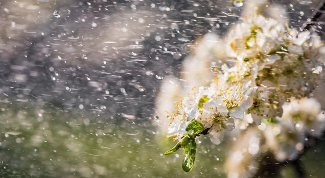 Spring rain in the garden. White flowers of cherry plum in the rain on a spring day. Soft focus and shallow DOF