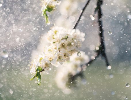 Spring rain in the garden. White flowers of cherry plum in the rain on a spring day. Soft focus and shallow DOF