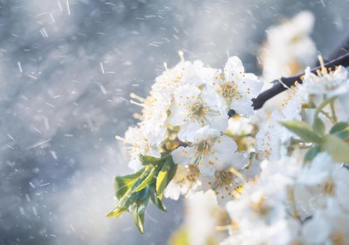 Spring rain in the garden. White flowers of cherry plum in the rain on a spring day. Soft focus and shallow DOF