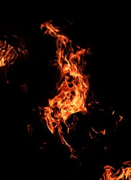 Flames of bonfire at night. Fire flames on a black background