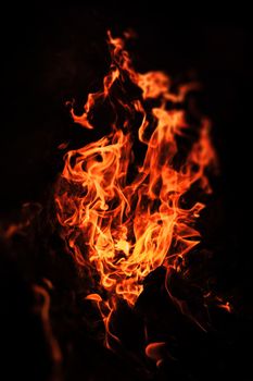 Flames of bonfire at night. Fire flames on a black background
