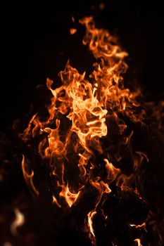 Flames of bonfire at night. Fire flames on a black background