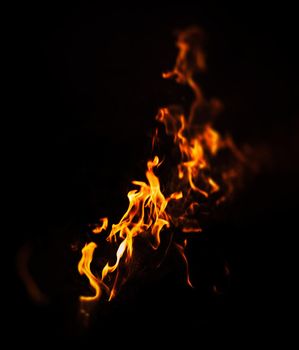 Flames of bonfire at night. Fire flames on a black background