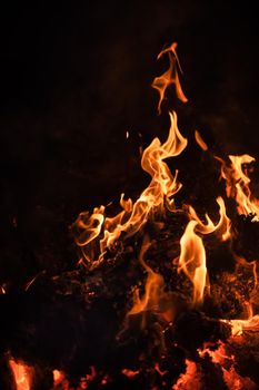 Flames of bonfire at night. Fire flames on a black background
