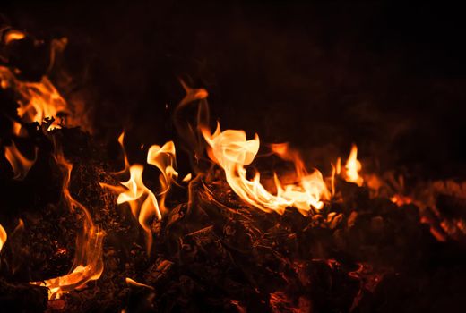 Flames of bonfire at night. Fire flames on a black background