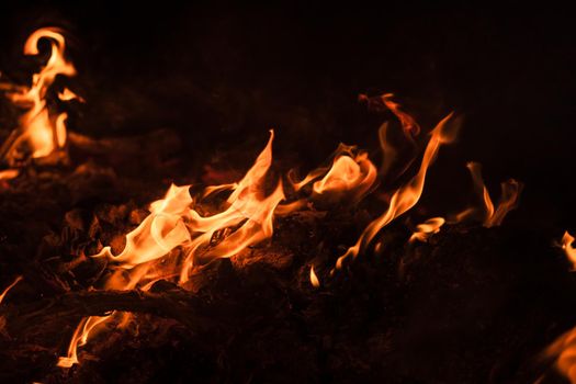 Flames of bonfire at night. Fire flames on a black background