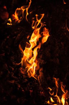 Flames of bonfire at night. Fire flames on a black background