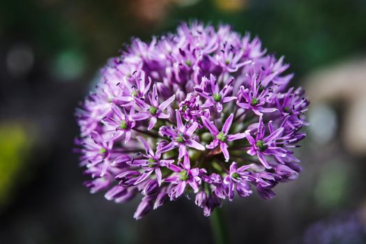 Close-up photo of purple allium blossom. Flowering decorative bow. Shallow DOF