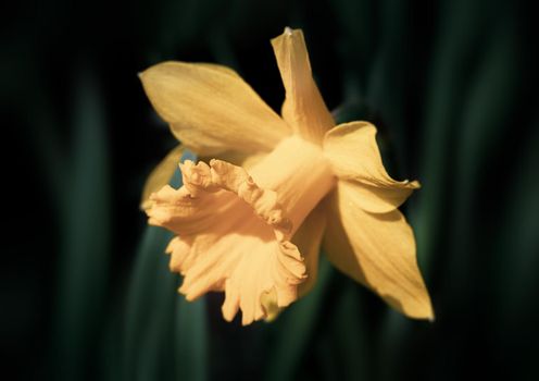 Daffodils of different types bloom in the spring in the garden. Blooming narcissus. Flowering daffodils at springtime. Spring flowers. Shallow depth of field. 