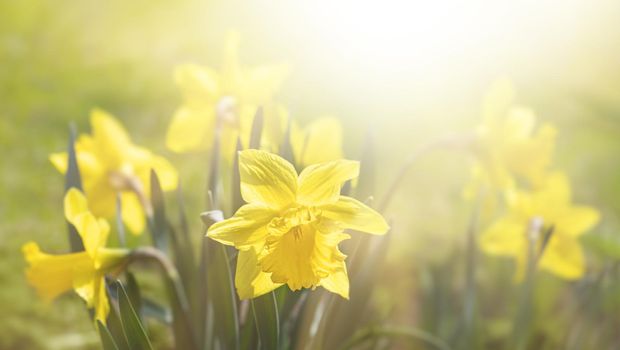 Daffodils of different types bloom in the spring in the garden. Blooming narcissus. Flowering daffodils at springtime. Spring flowers. Shallow depth of field. 