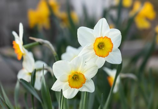 Daffodils of different types bloom in the spring in the garden. Blooming narcissus. Flowering daffodils at springtime. Spring flowers. Shallow depth of field. 