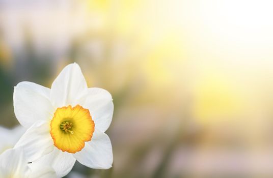 Daffodils of different types bloom in the spring in the garden. Blooming narcissus. Flowering daffodils at springtime. Spring flowers. Shallow depth of field. 