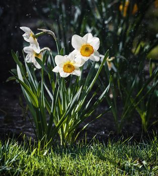 Daffodils of different types bloom in the spring in the garden. Blooming narcissus. Flowering daffodils at springtime. Spring flowers. Shallow depth of field. 