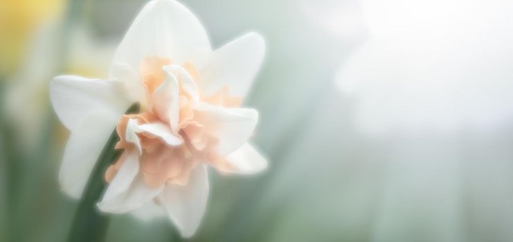 Soft focus blurred image of Daffodil in the garden. Blooming narcissus. Flowering daffodils at springtime. Spring flowers. Shallow depth of field. 