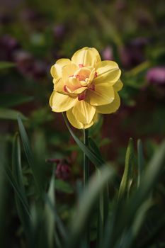 Daffodils of different types bloom in the spring in the garden. Blooming narcissus. Flowering daffodils at springtime. Spring flowers. Shallow depth of field. 