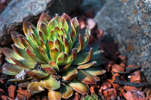 Succulent growing among rocks.  Decorative place in the garden with succulents among the stones