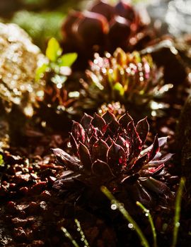 Succulent growing among rocks on a sunny day with splashes of water.  Decorative place in the garden with succulents among the stones