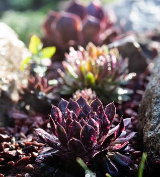 Succulent growing among rocks with raindrops on leaves.  Decorative place in the garden with succulents among the stones