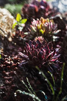 Succulent growing among rocks on a sunny day with splashes of water.  Decorative place in the garden with succulents among the stones
